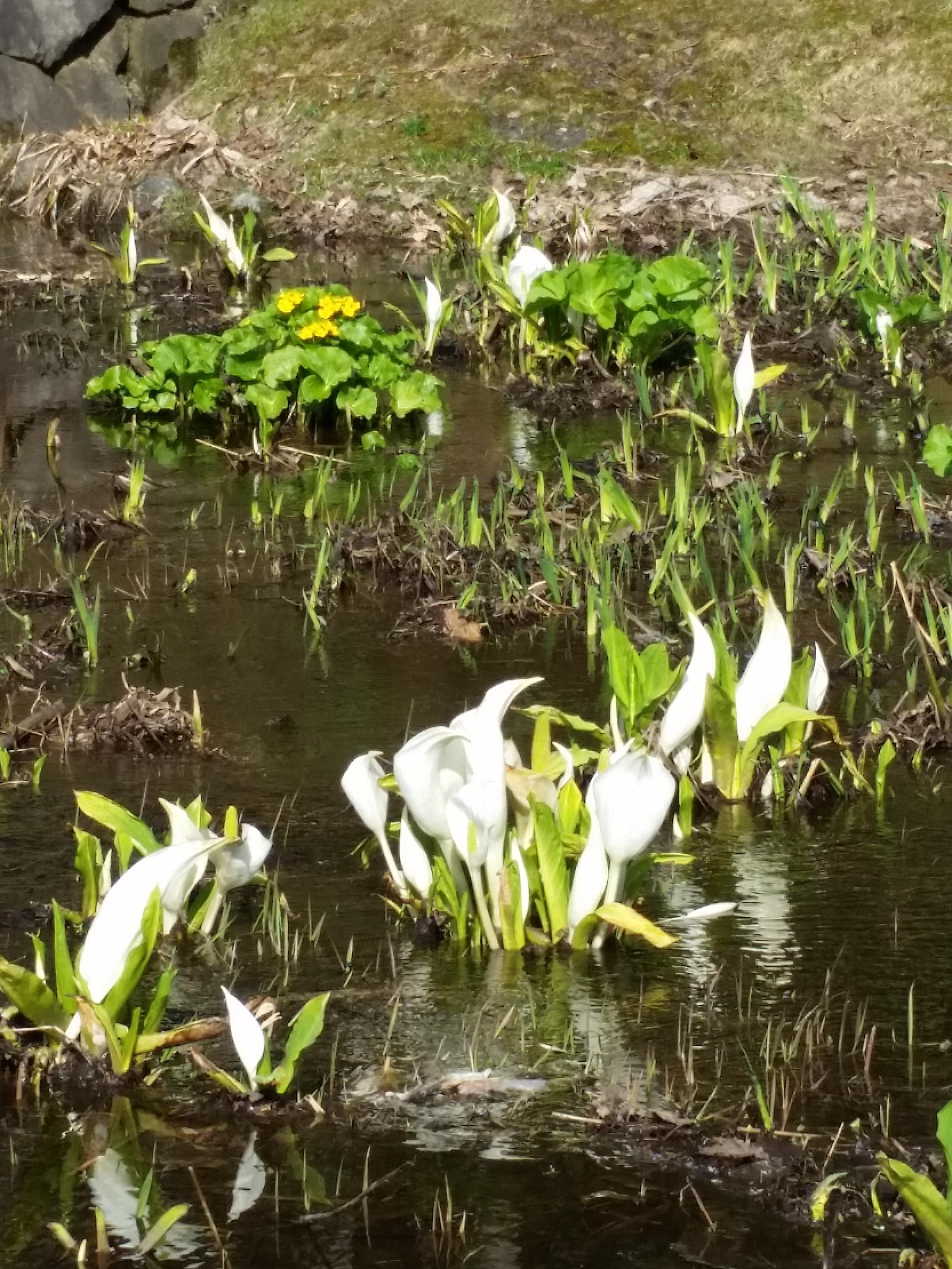 ﾐｽﾞﾊﾞｼｮｳ(湿性植物20180512_152604.jpg