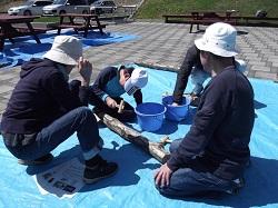 H30ベンチ塗装としいたけホダ木づくり 029.JPG