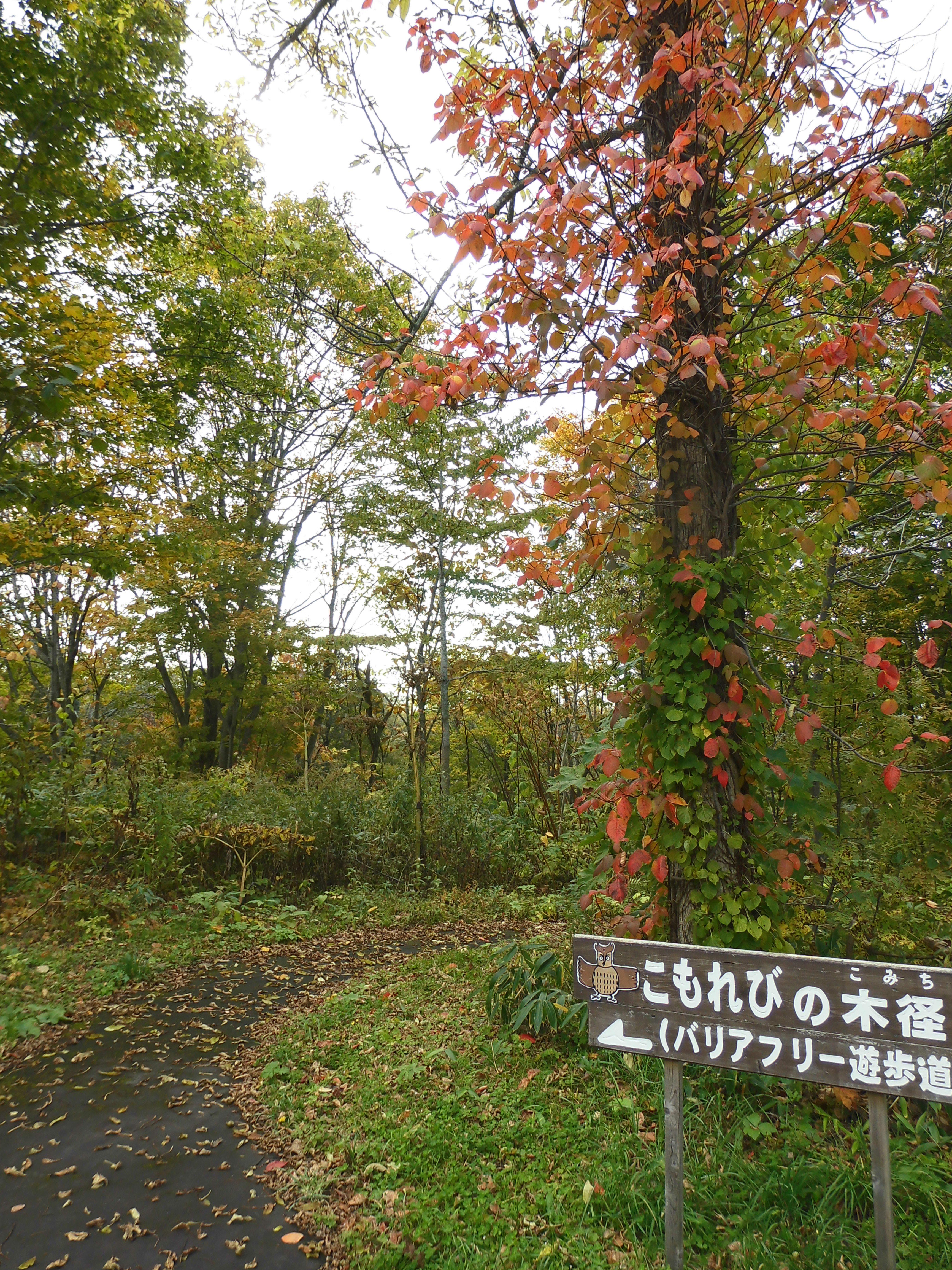 CIMG0326.JPG