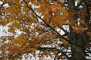IMG_4824 黄色.jpg