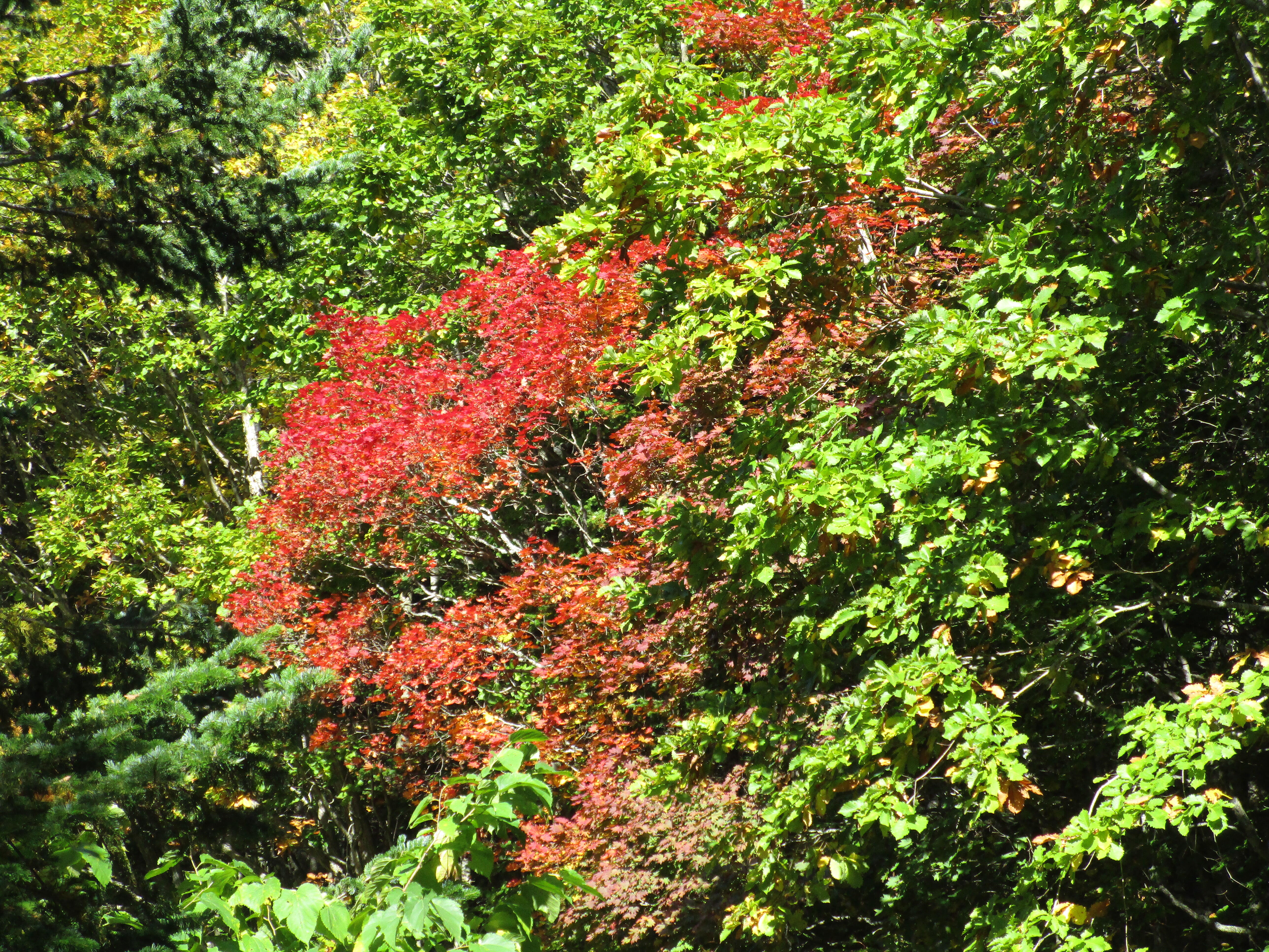 IMG_4629.JPG