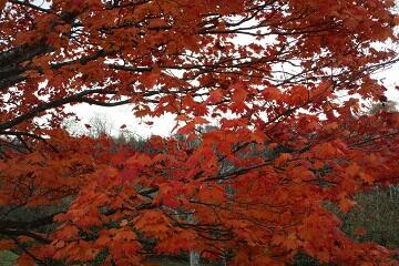 IMG_4821 紅葉のみ納め.jpg