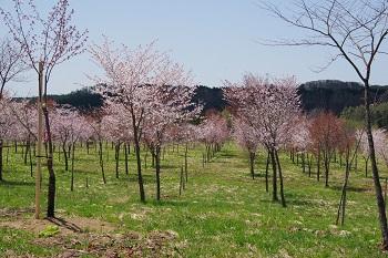 青山中央・町＆医療大.jpg