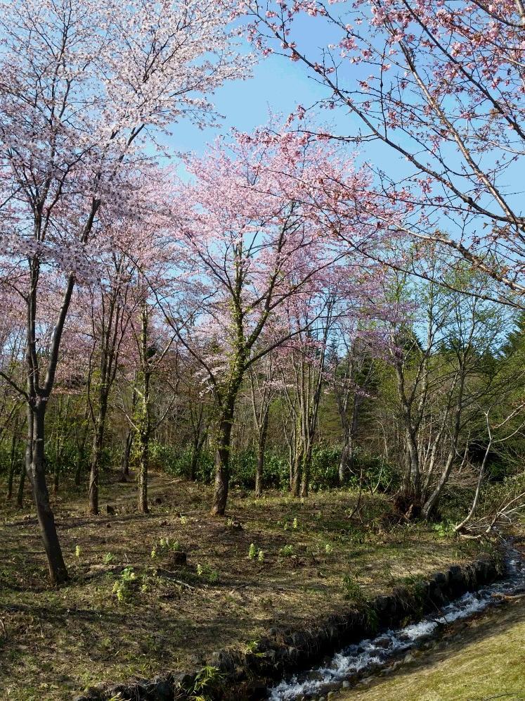 桜（林間20180512_151748.jpg