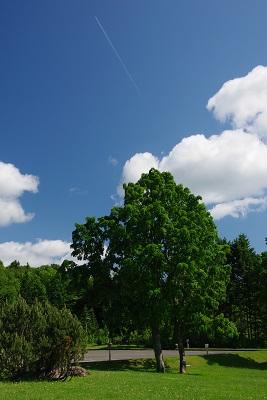 初夏の青空.jpg