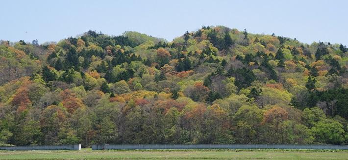 道々28号・春紅葉.jpg